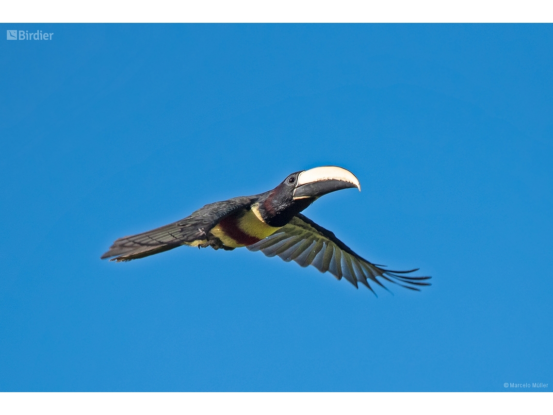 Pteroglossus aracari