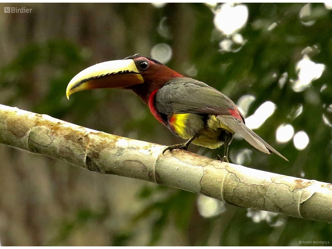 Pteroglossus mariae