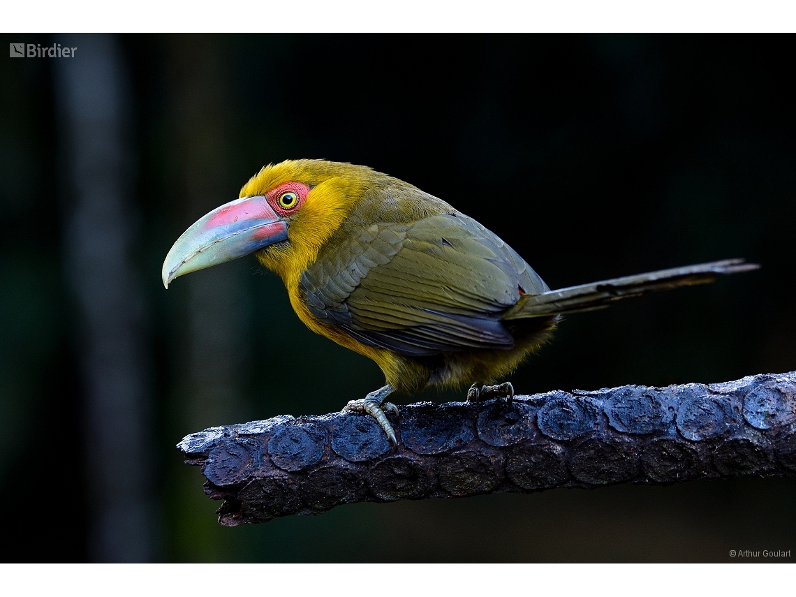 Pteroglossus bailloni