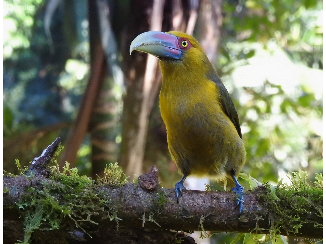 Pteroglossus bailloni
