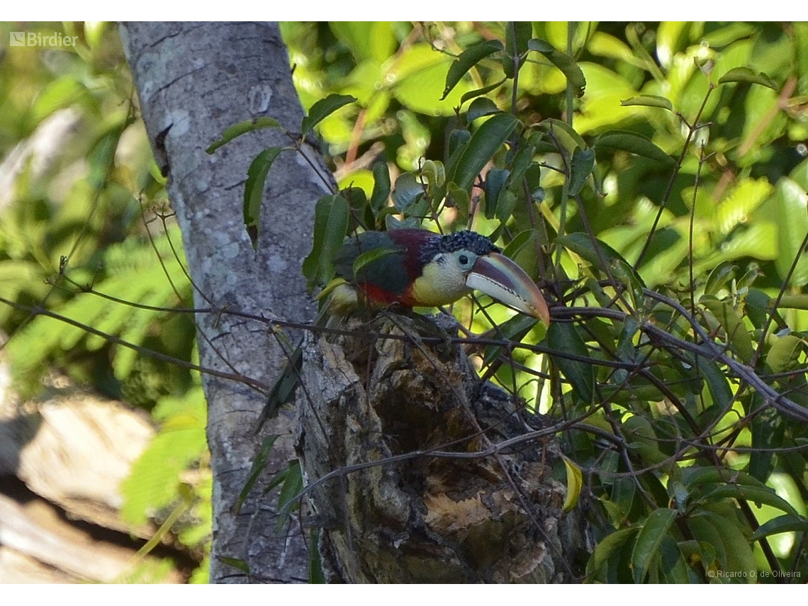 Pteroglossus beauharnaisii