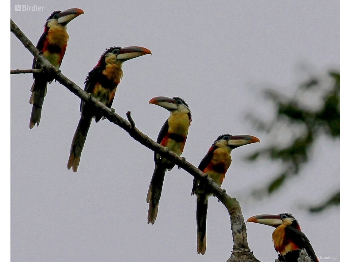 Pteroglossus beauharnaisii