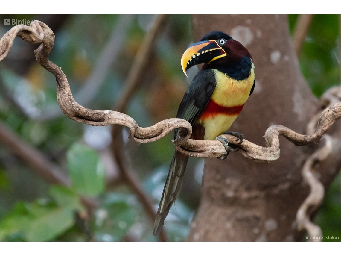 Pteroglossus castanotis