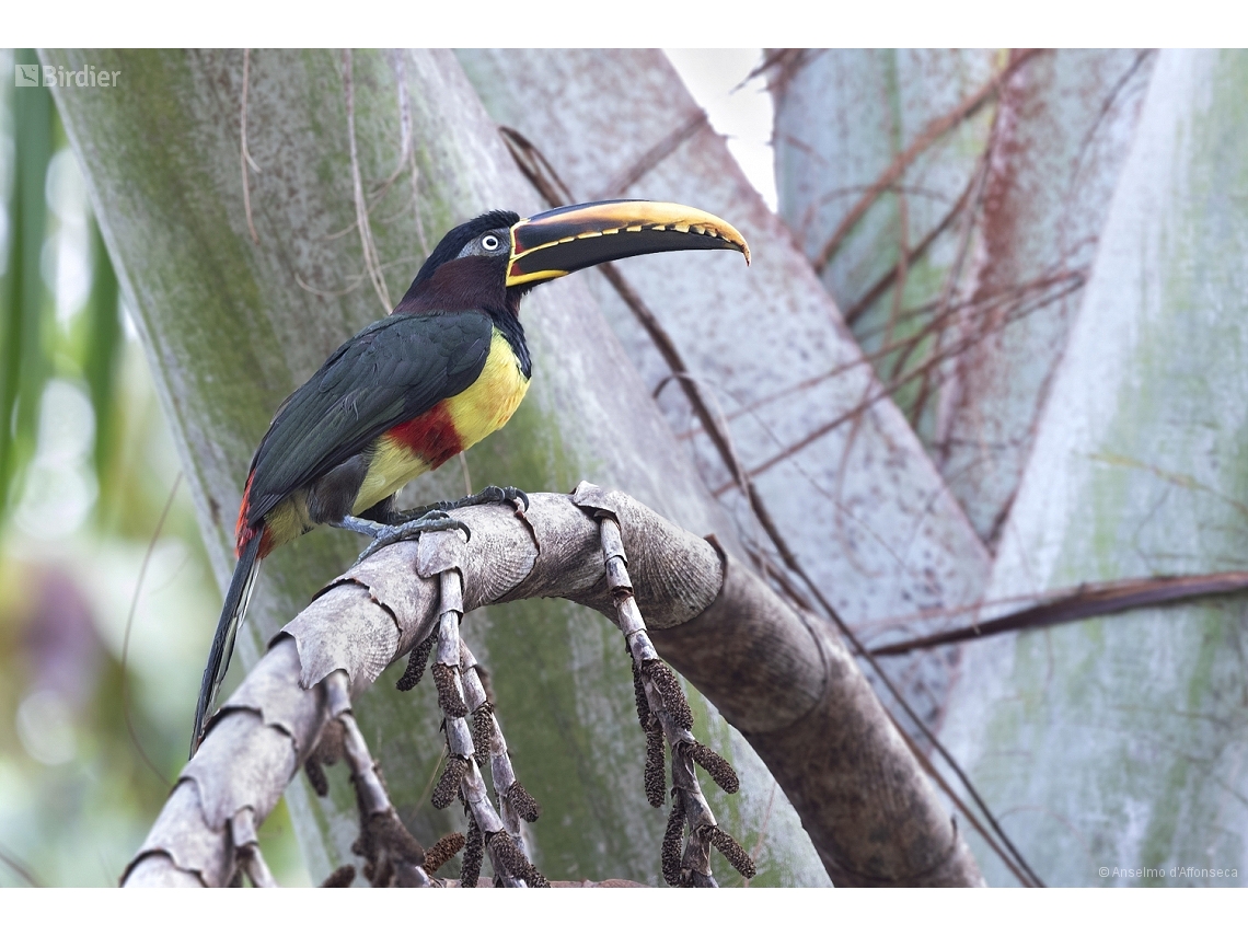 Pteroglossus castanotis