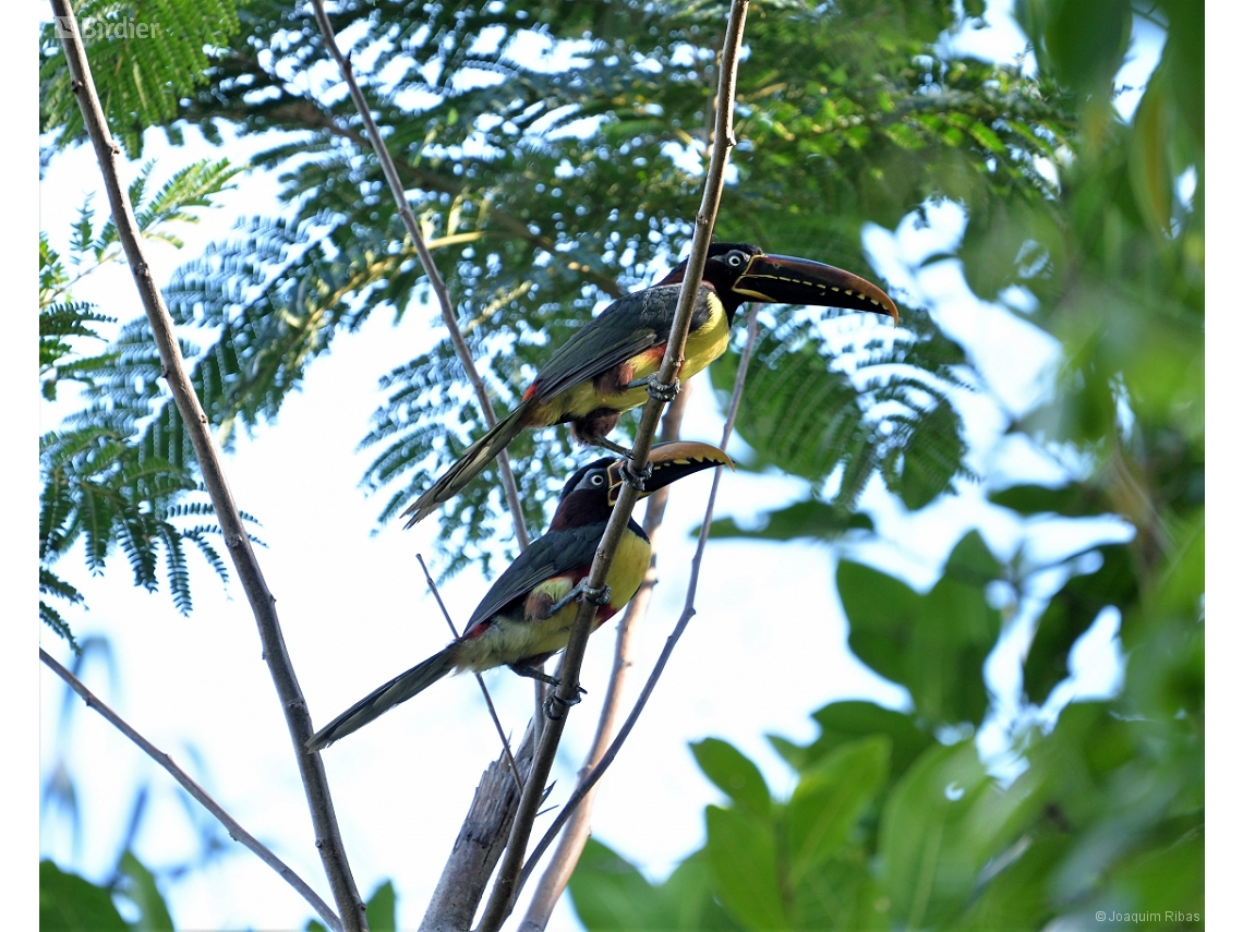 Pteroglossus castanotis