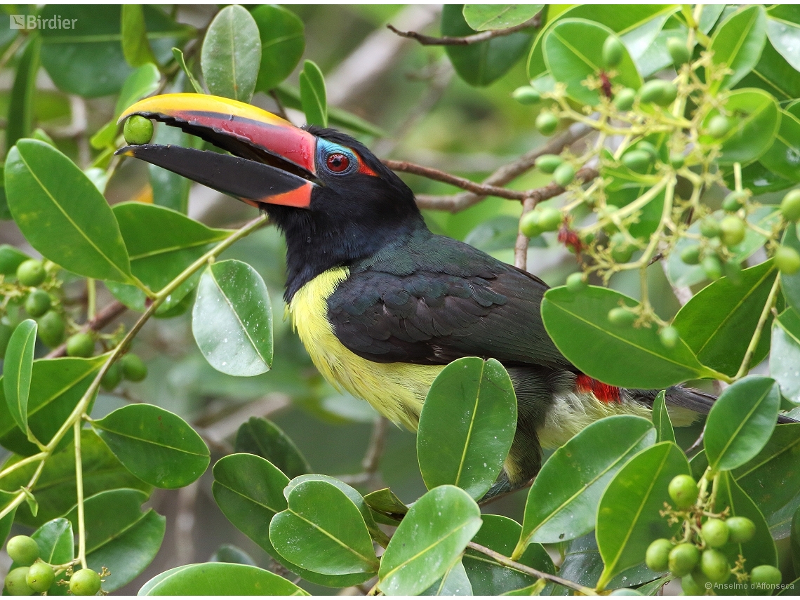 Pteroglossus viridis