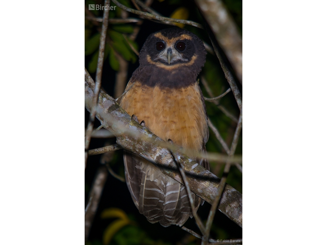 Pulsatrix koeniswaldiana