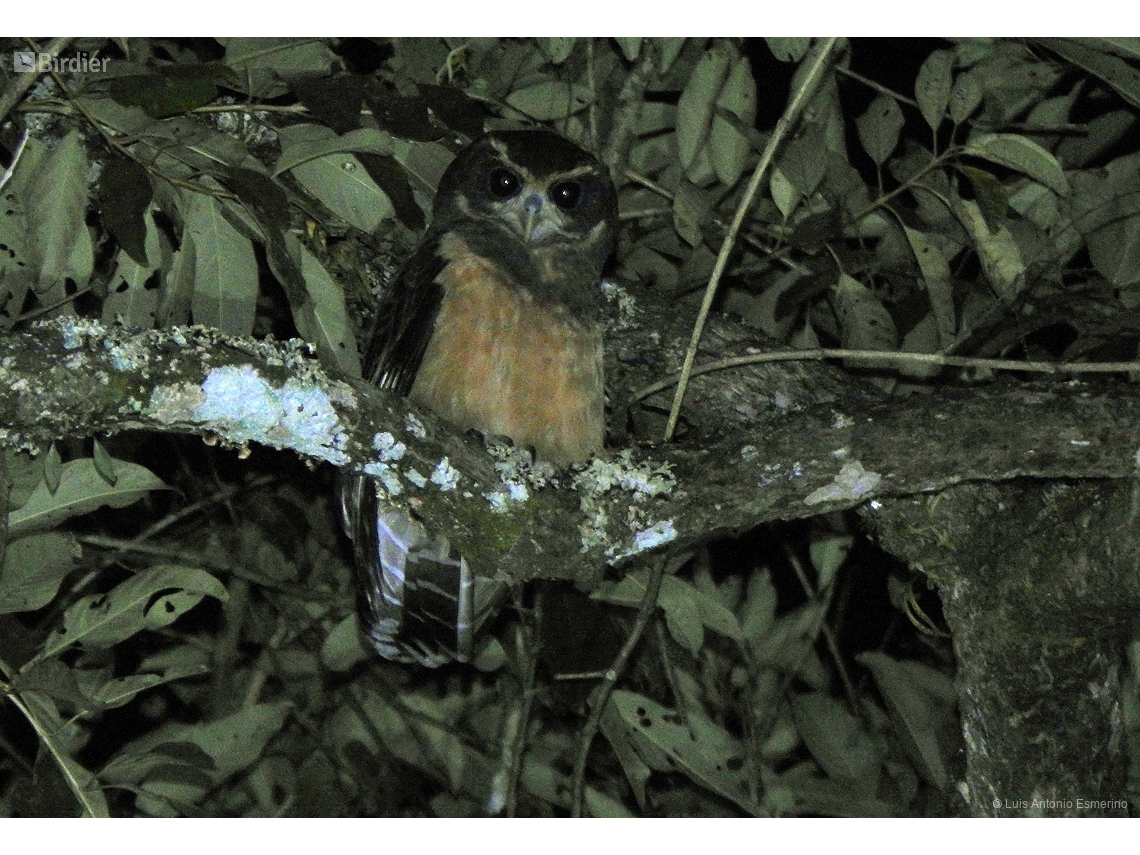 Pulsatrix koeniswaldiana