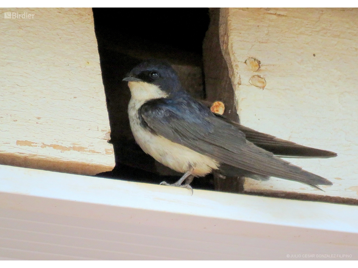 Pygochelidon cyanoleuca