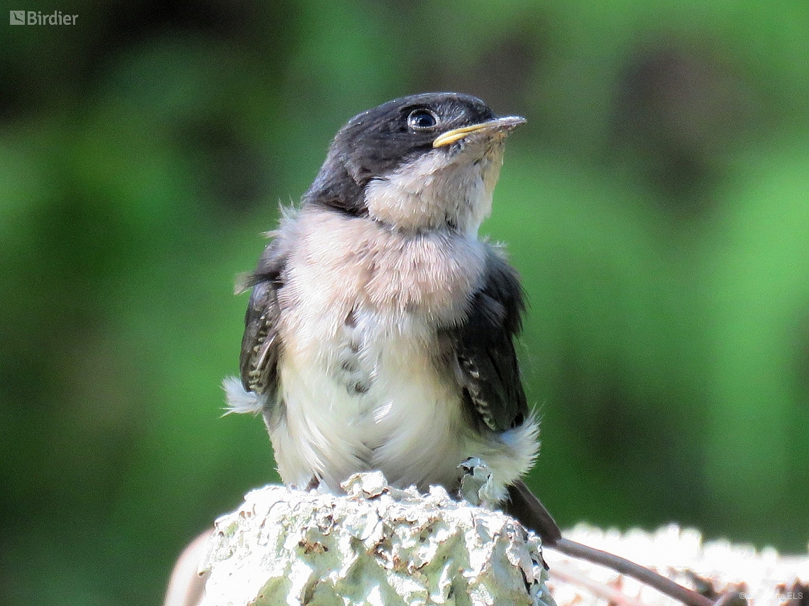Pygochelidon cyanoleuca