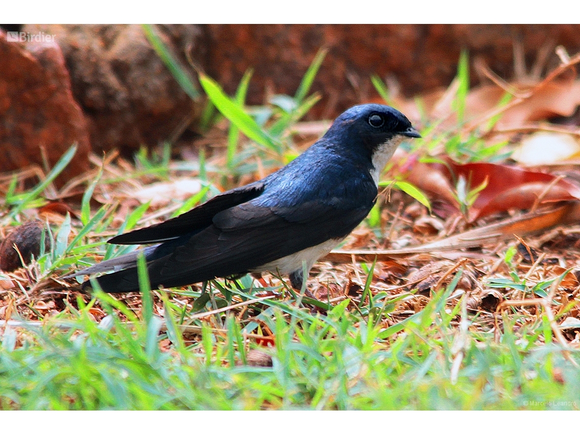 Pygochelidon cyanoleuca