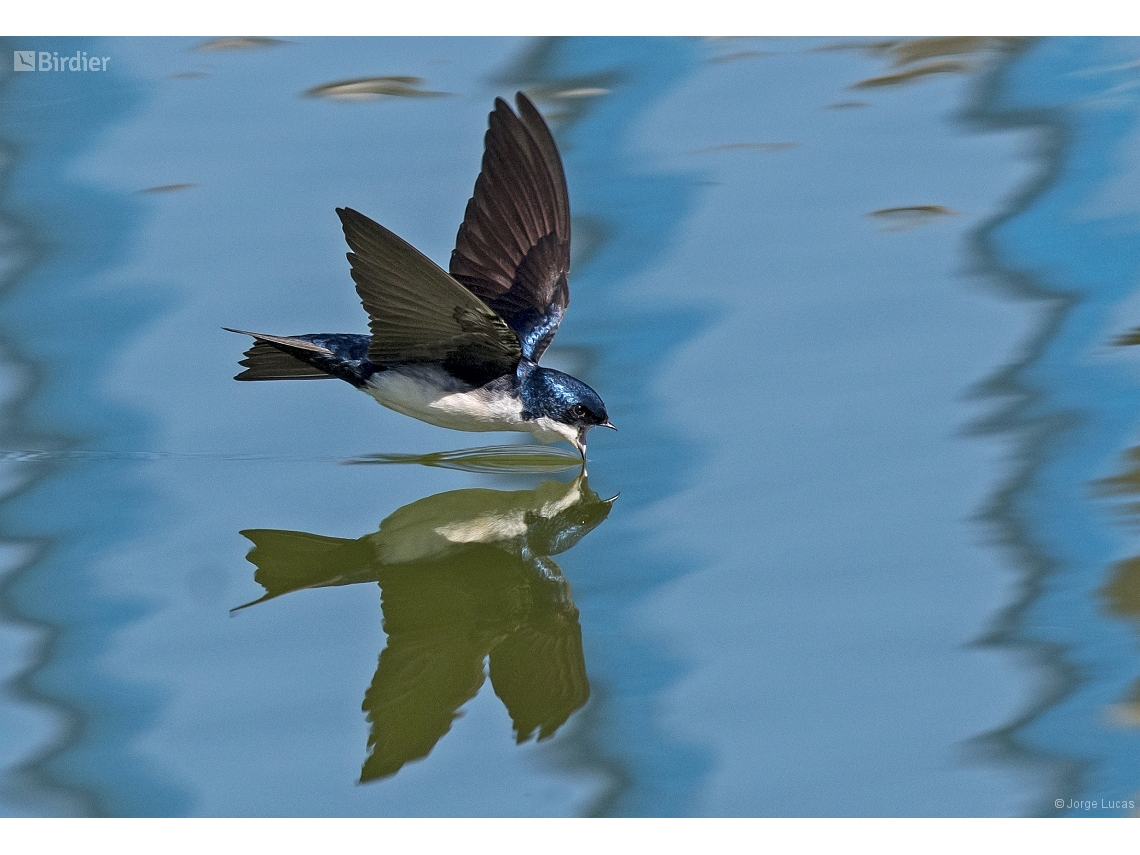 Pygochelidon cyanoleuca