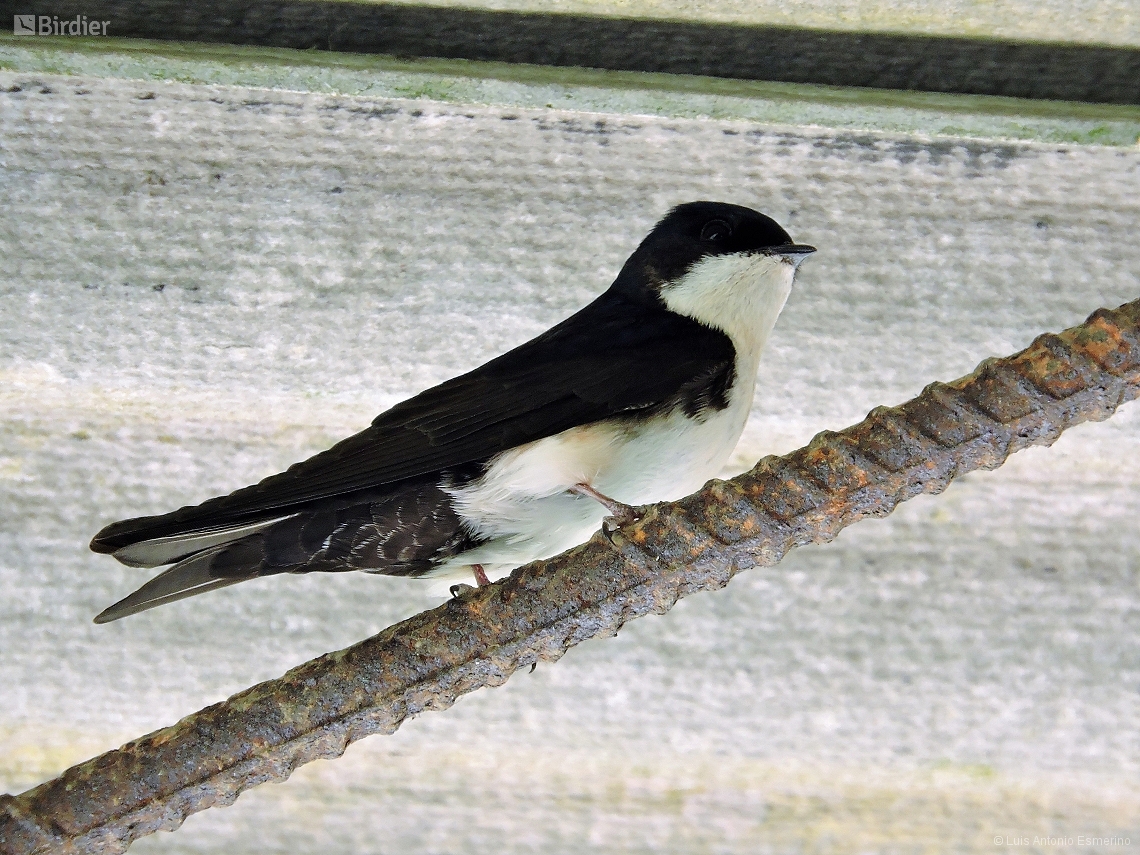 Pygochelidon cyanoleuca