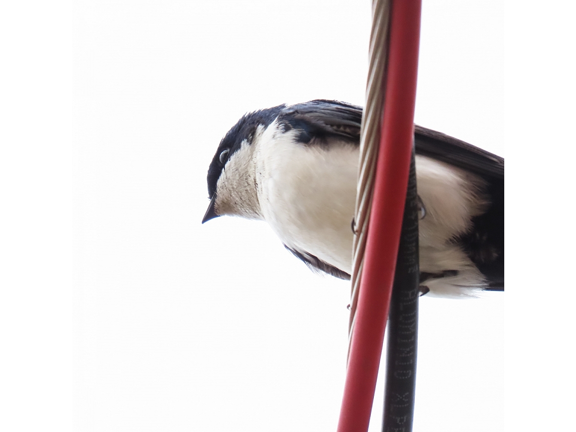 Pygochelidon cyanoleuca