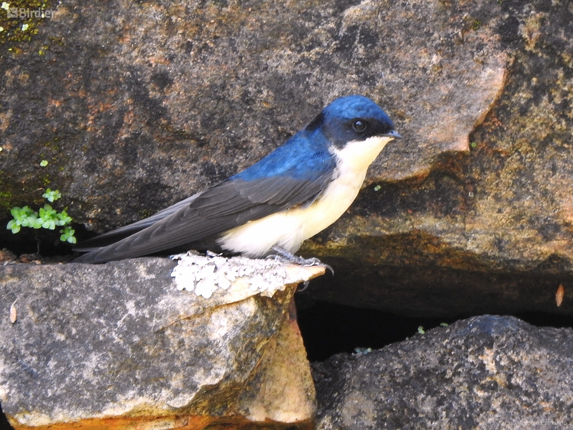 Pygochelidon cyanoleuca