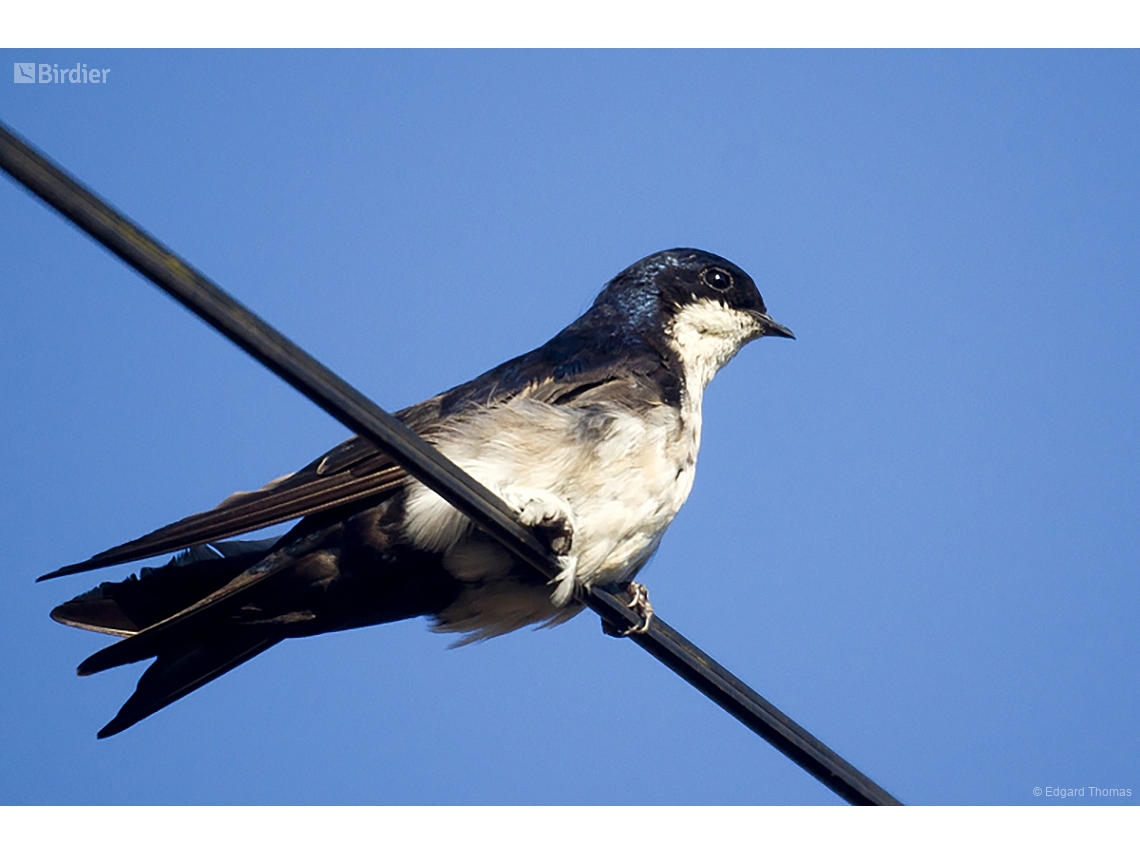 Pygochelidon cyanoleuca