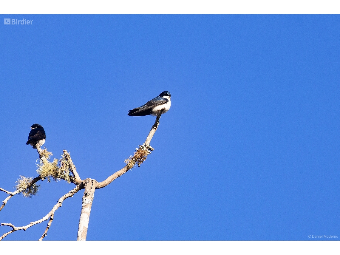 Pygochelidon cyanoleuca
