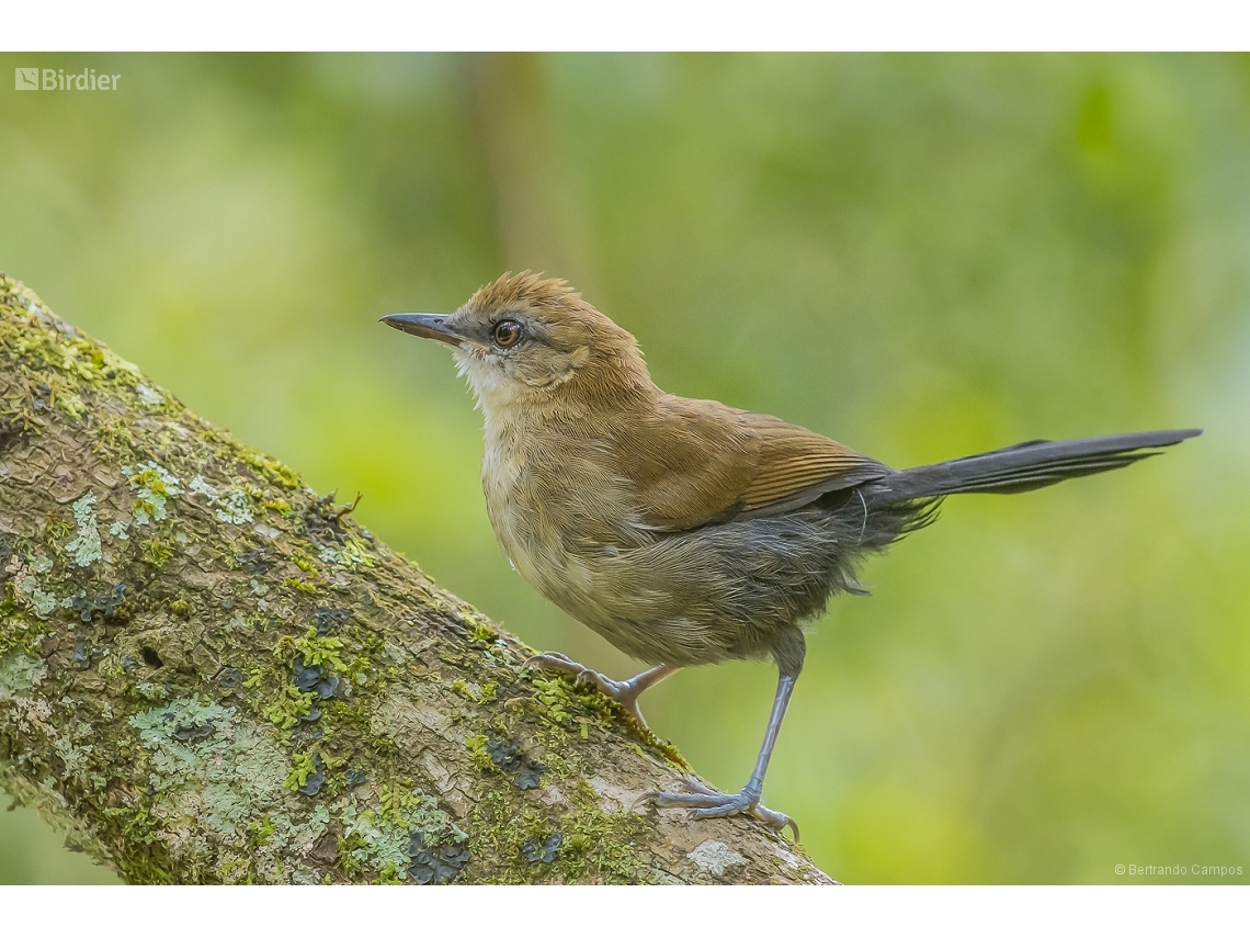 Pyriglena leucoptera