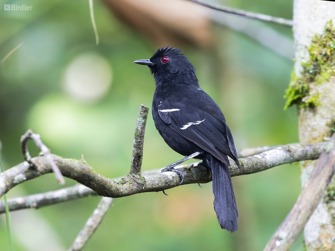 Pyriglena leucoptera