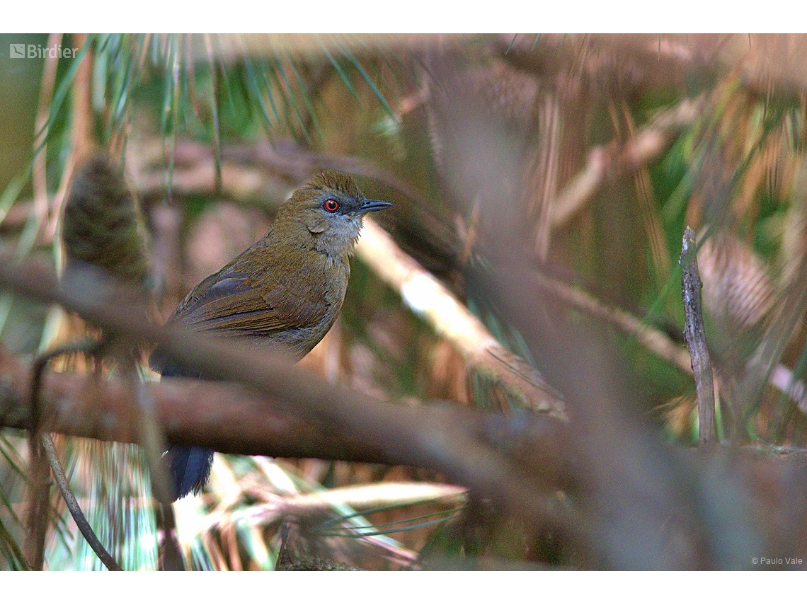 Pyriglena leucoptera