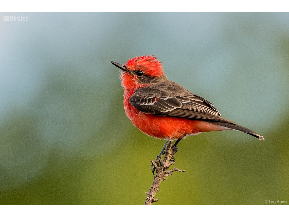 Pyrocephalus rubinus