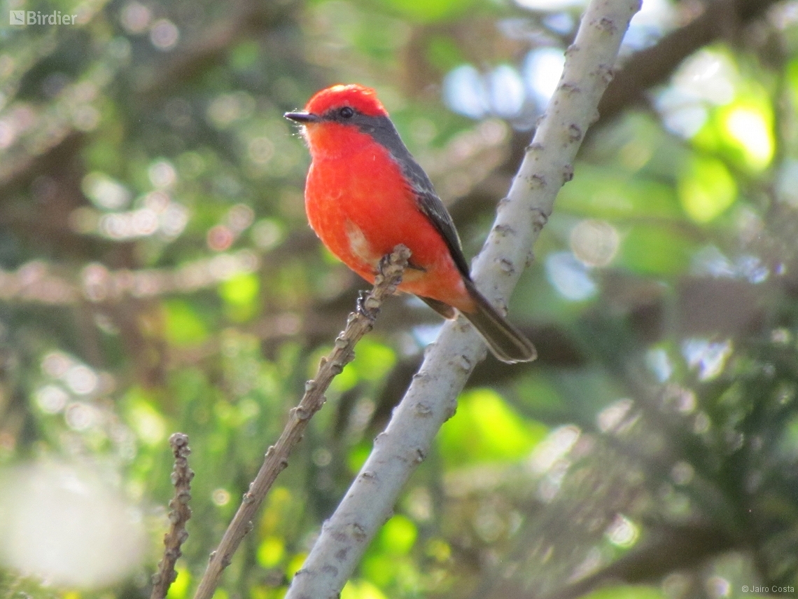 Pyrocephalus rubinus