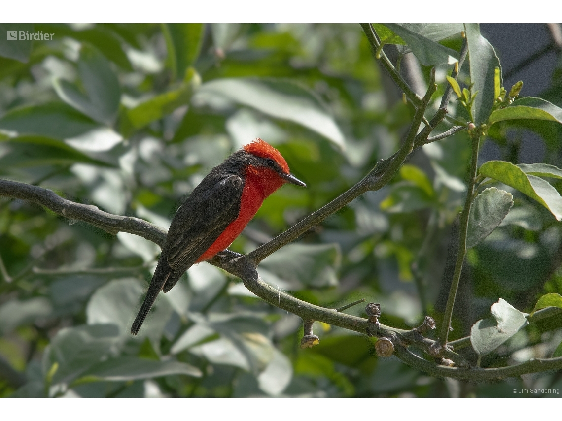 Pyrocephalus rubinus