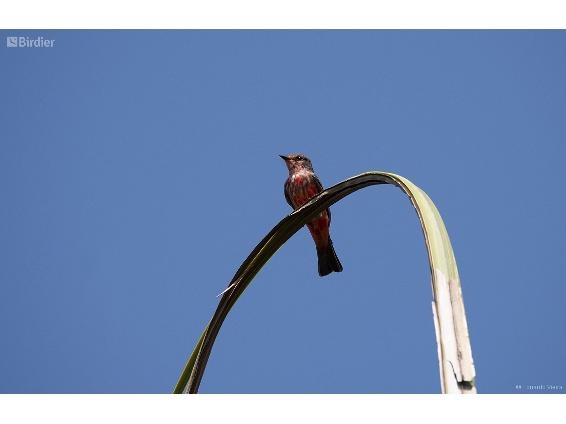 Pyrocephalus rubinus