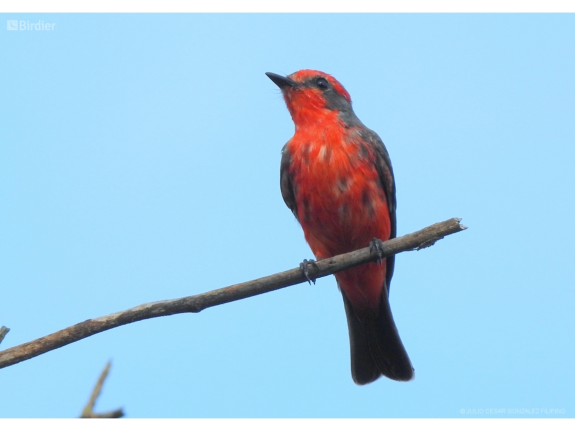 Pyrocephalus rubinus