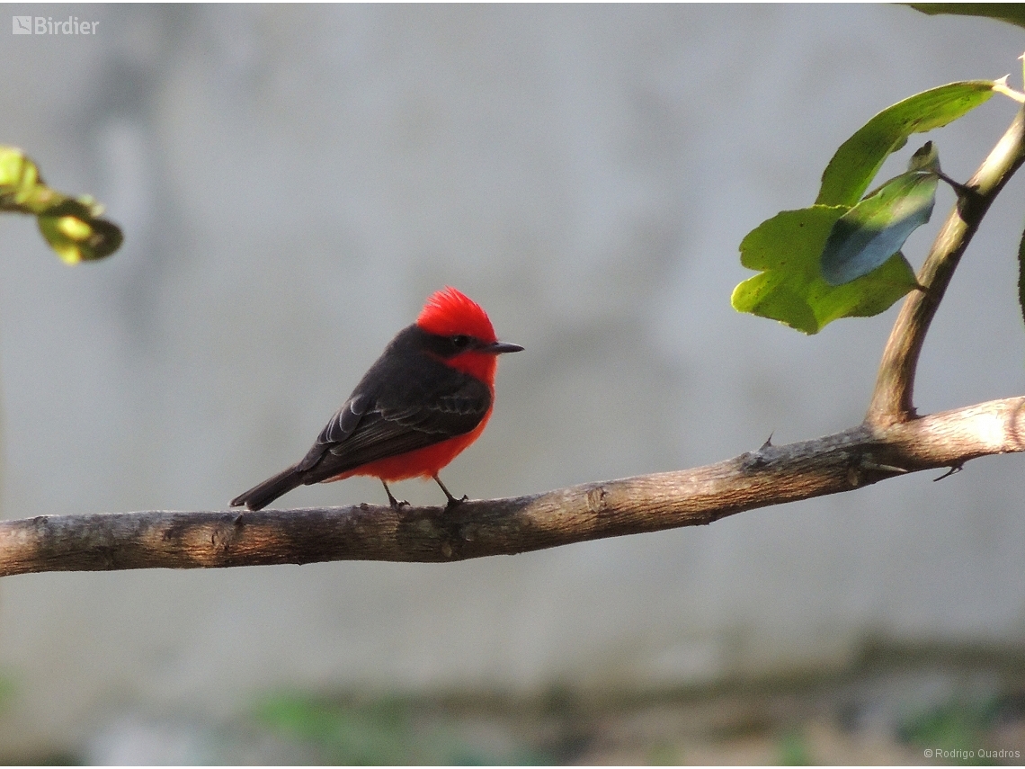 Pyrocephalus rubinus