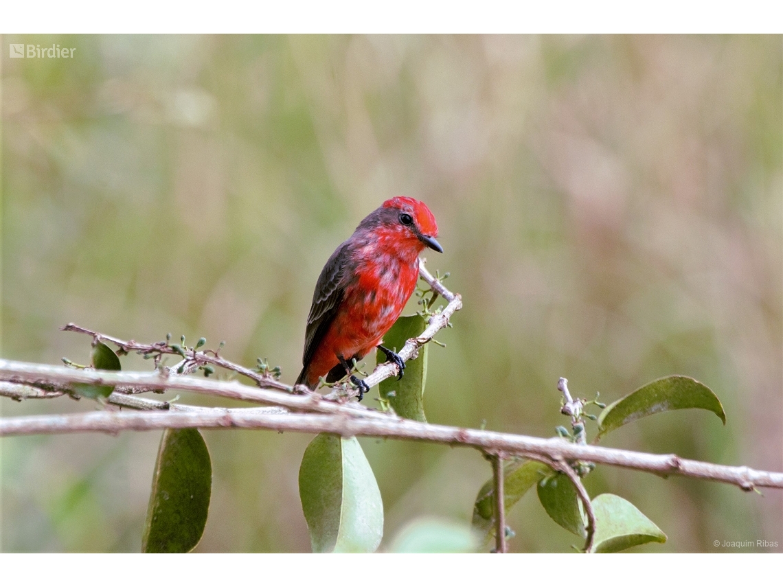 Pyrocephalus rubinus