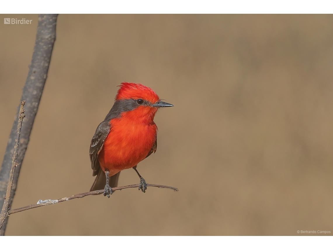 Pyrocephalus rubinus