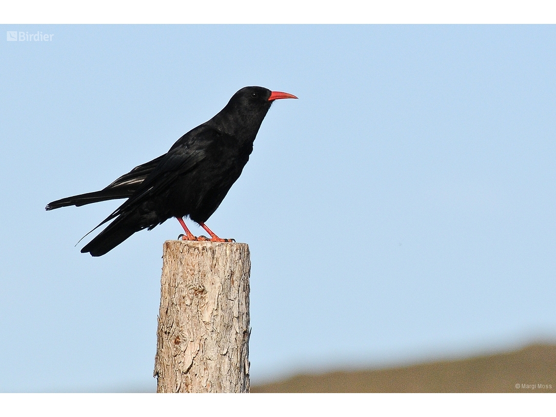 Pyrrhocorax pyrrhocorax