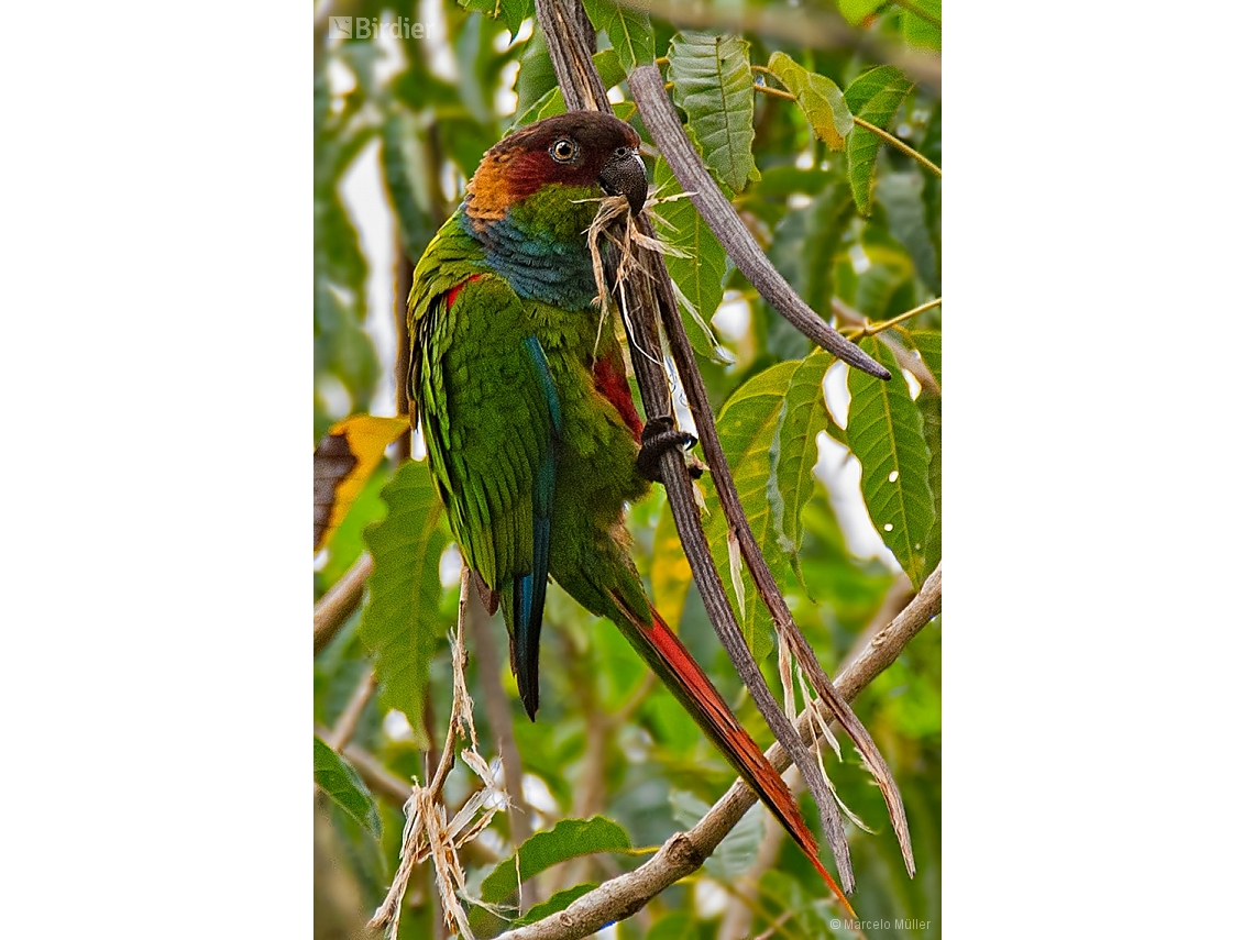 Pyrrhura cruentata