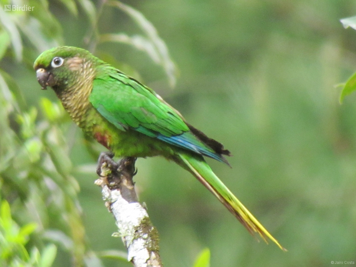 Pyrrhura frontalis
