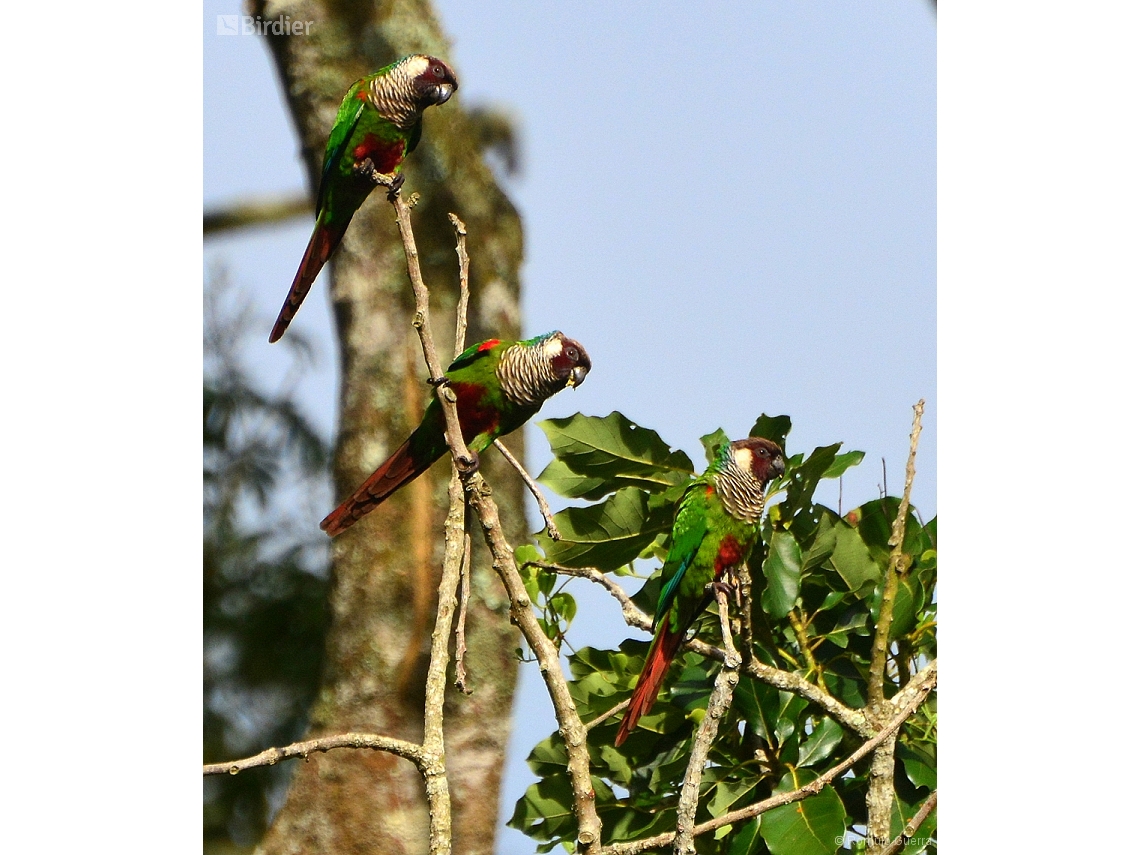 Pyrrhura griseipectus