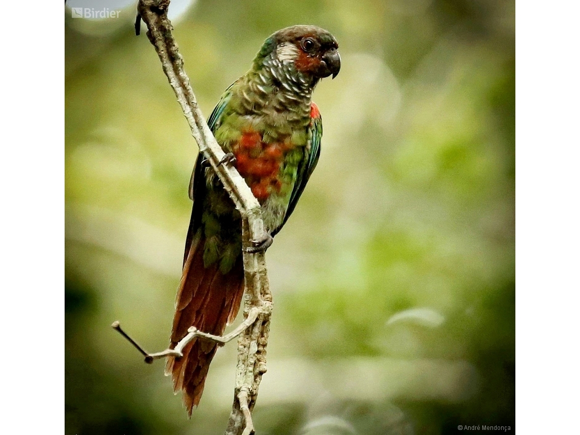 Pyrrhura leucotis