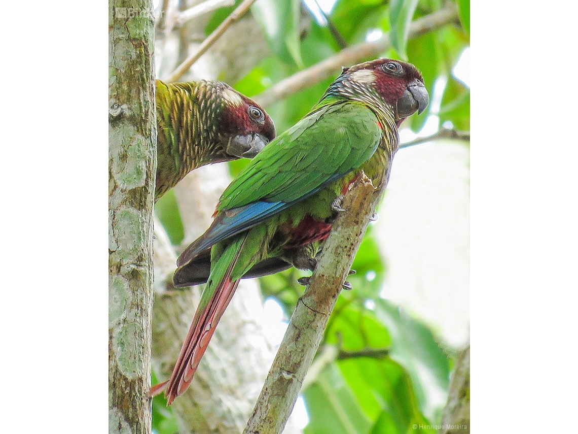 Pyrrhura leucotis