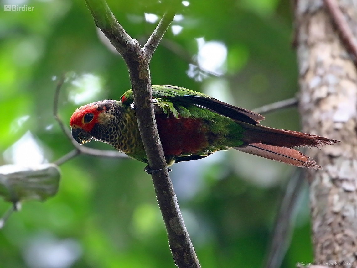 Pyrrhura roseifrons