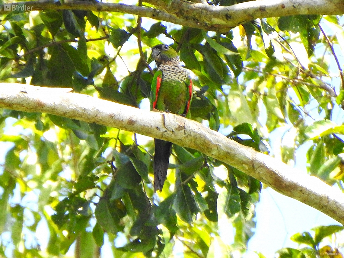 Pyrrhura rupicola