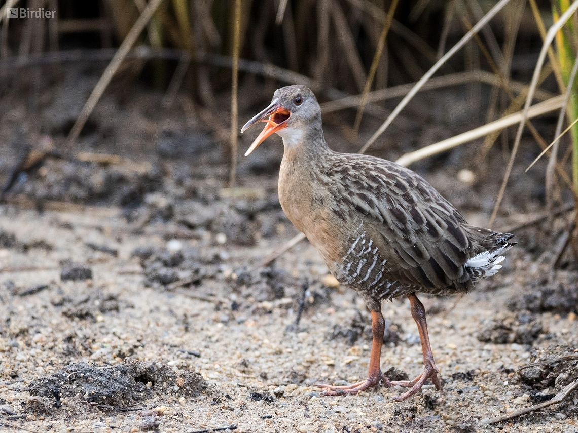 Rallus longirostris