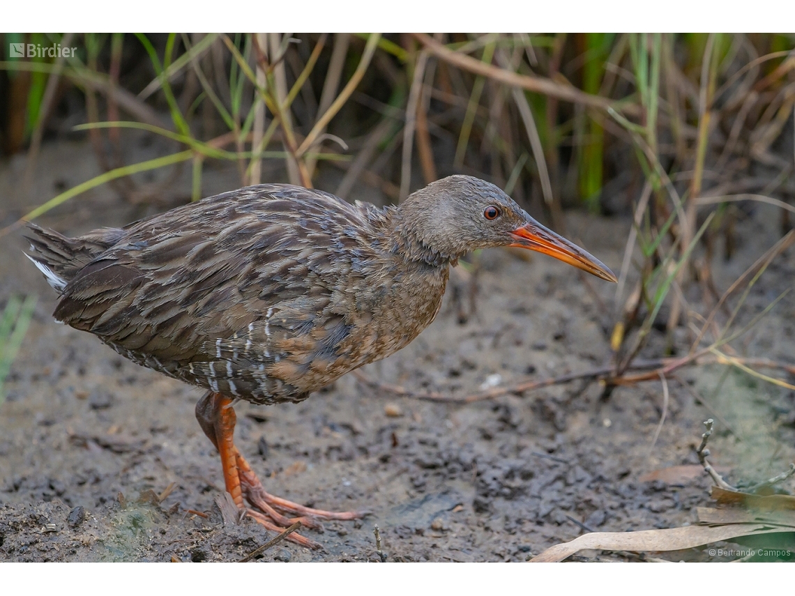 Rallus longirostris