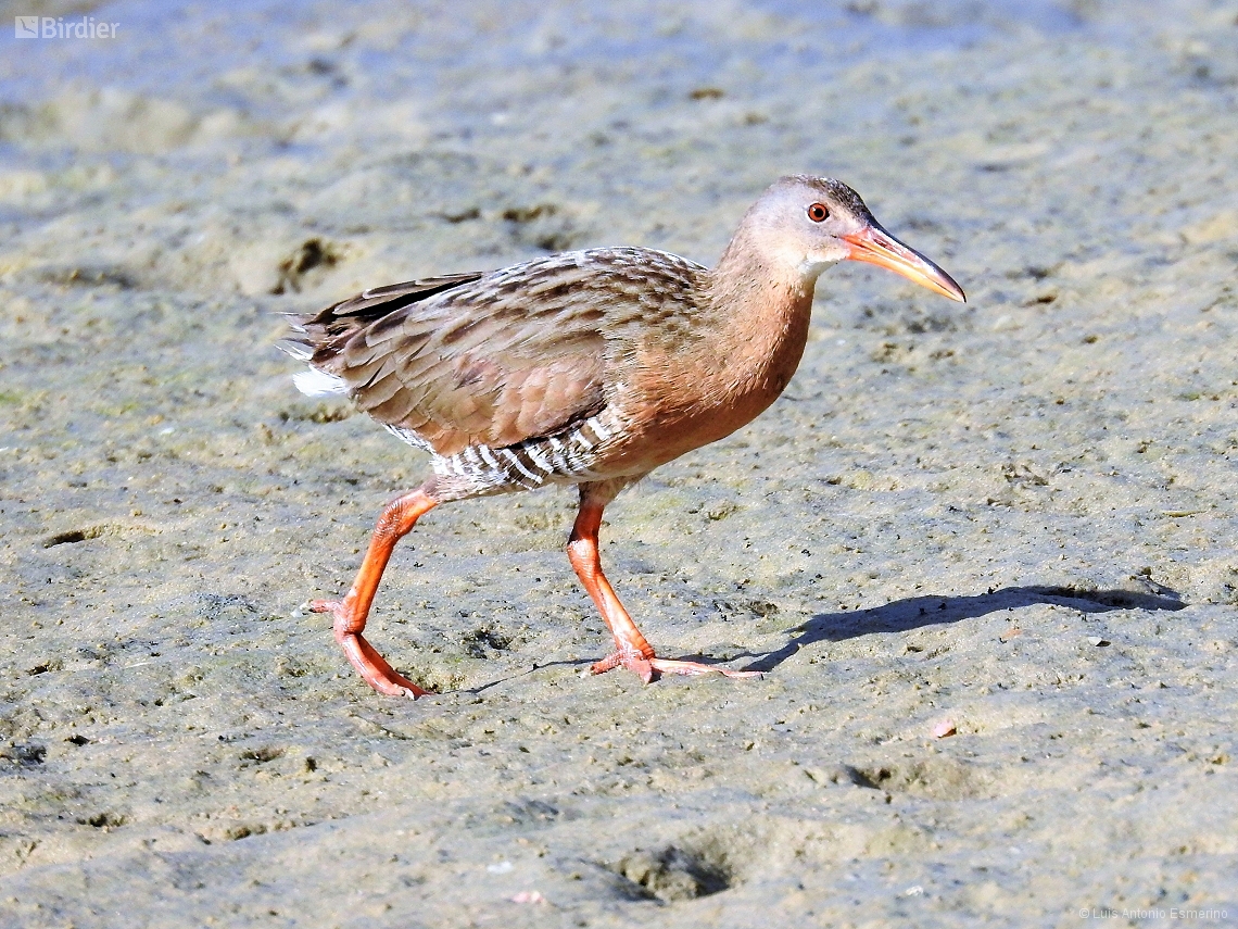Rallus longirostris