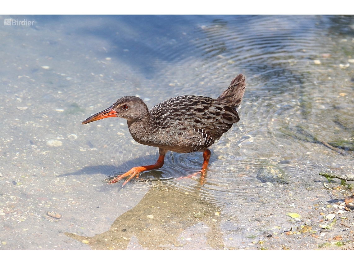 Rallus longirostris