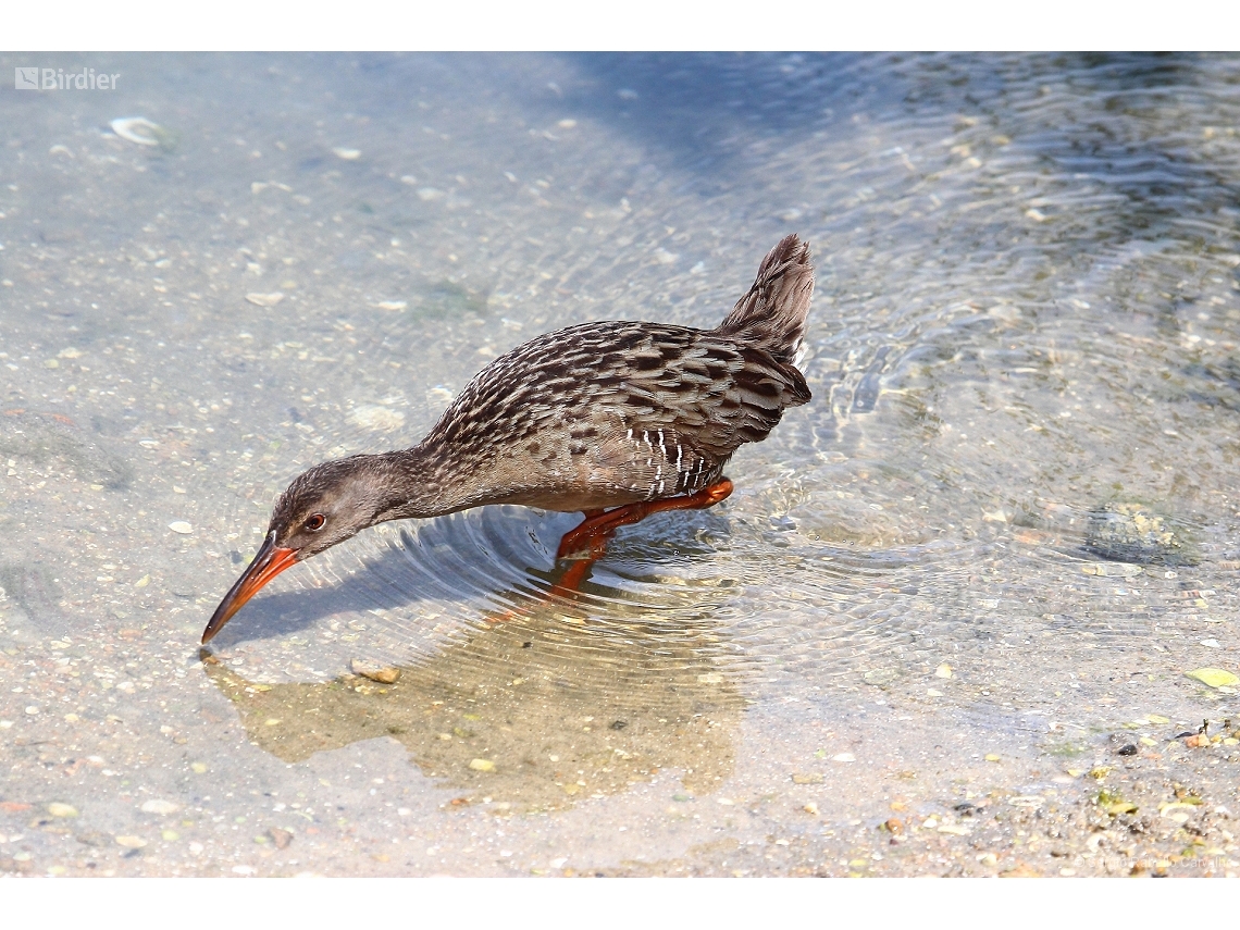 Rallus longirostris