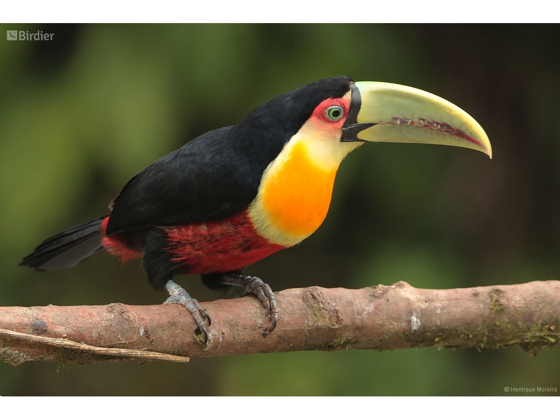 Ramphastos dicolorus