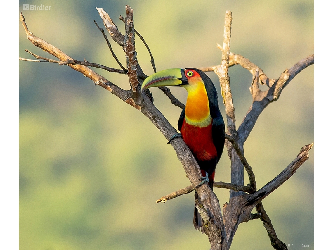 Ramphastos dicolorus