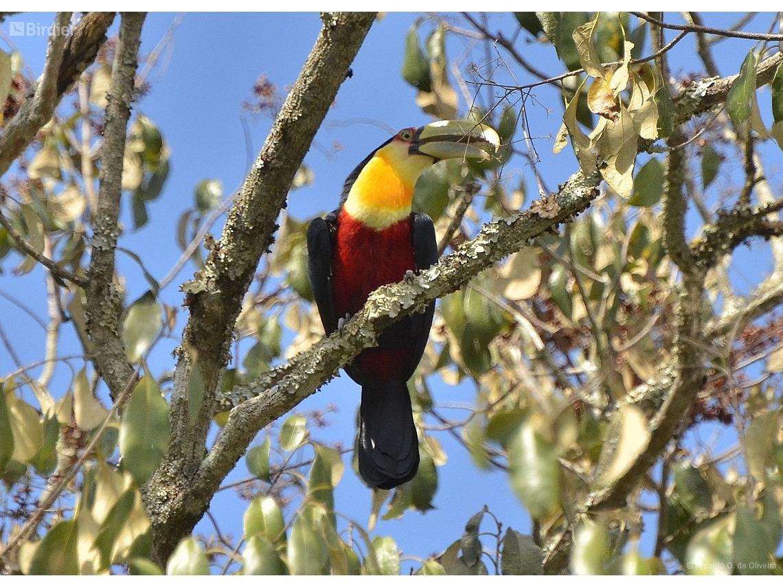 Ramphastos dicolorus