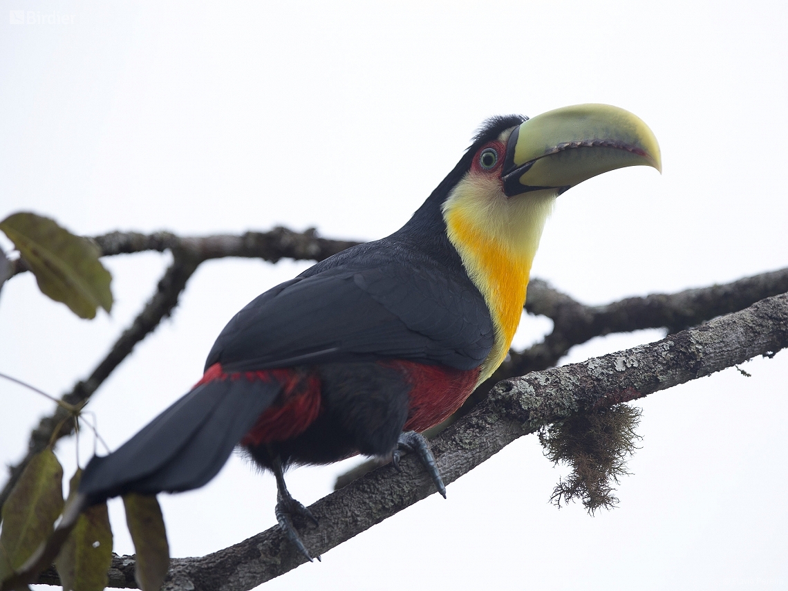 Ramphastos dicolorus
