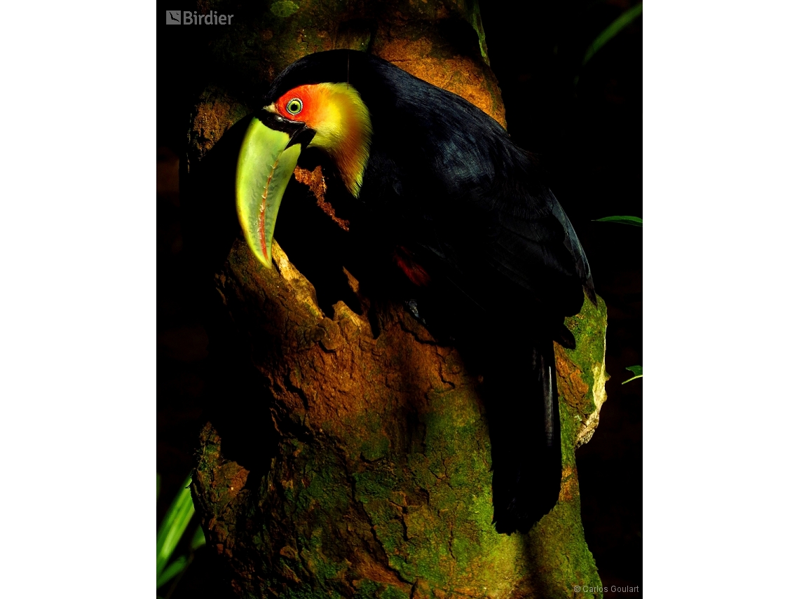 Ramphastos dicolorus
